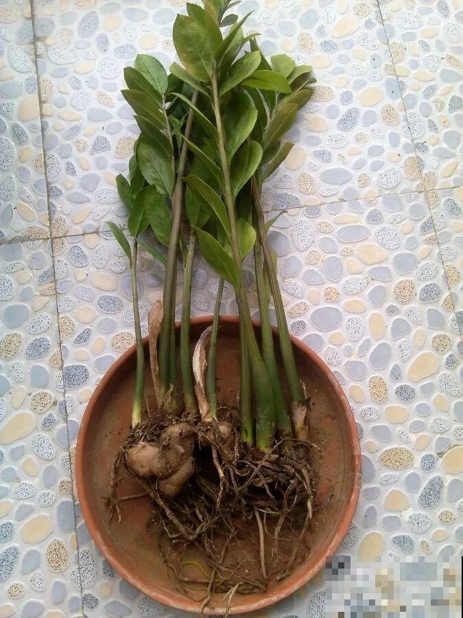 花堆成山,捡到手软,大麻袋都装不下了! 花堆成山,捡到手软,大麻袋都装不下了!