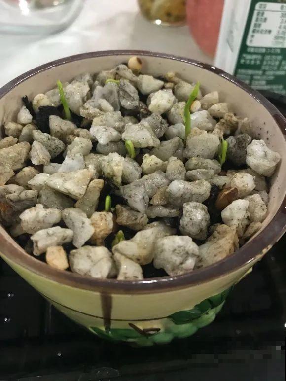 西红柿、玉米……埋土里，7天长成小森林，结出果子一大筐！