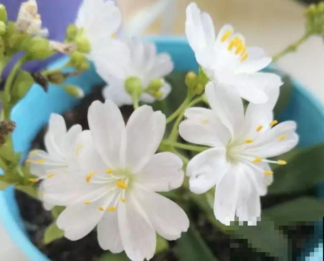 都说多肉开花要剪掉,这种多肉千万别剪,看的就是花! 都说多肉开花要剪掉,这种多肉千万别剪,看的就是花!