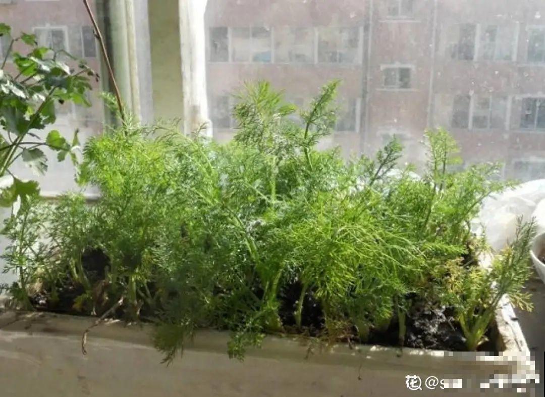 9种花最适合养厨房,去腻吸油烟,香味满屋子! 9种花最适合养厨房,去腻吸油烟,香味满屋子!
