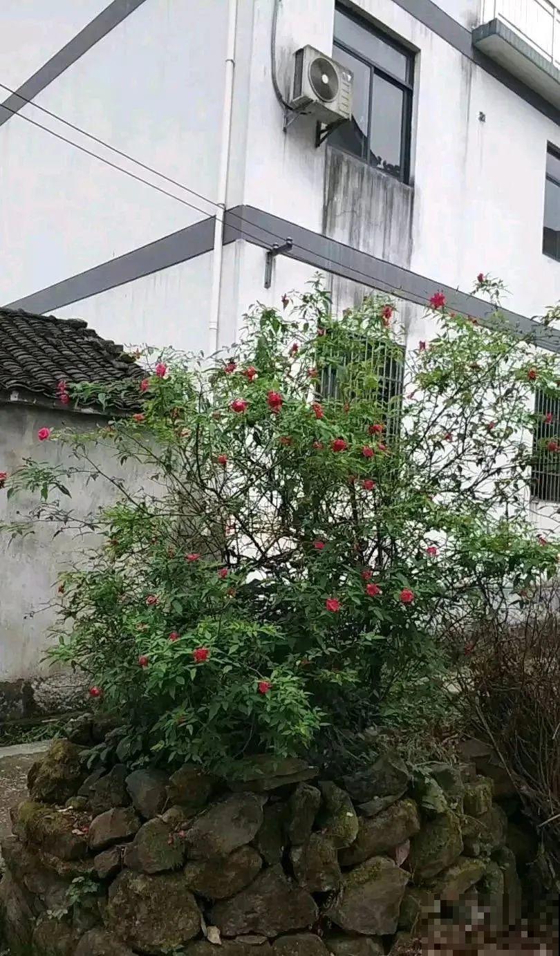 407岁古树，熊孩子玩火烧坏，只剩树皮还能活？