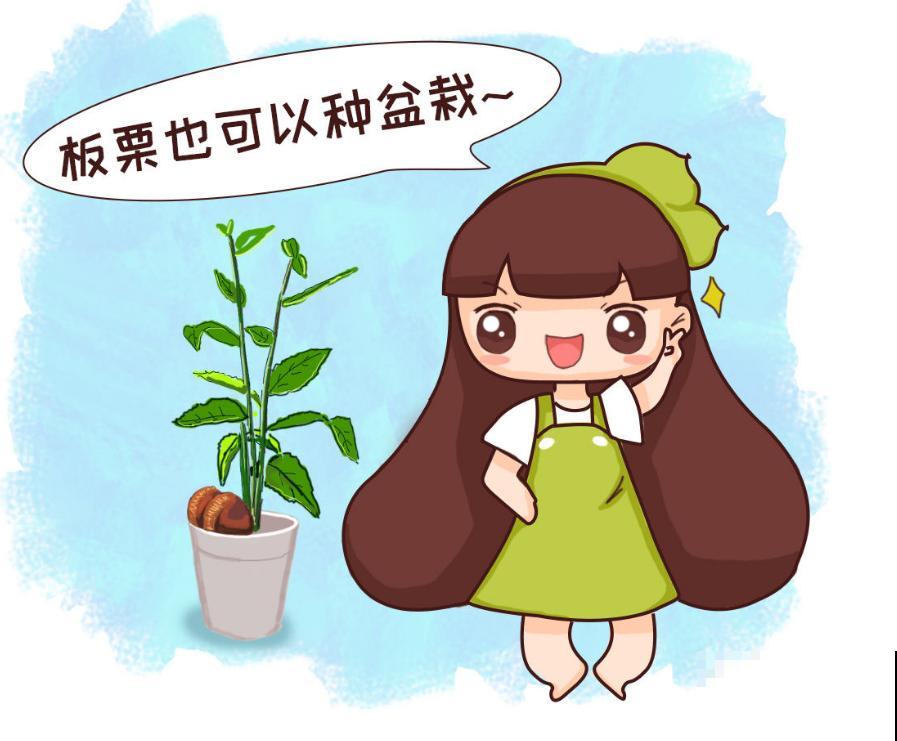 吃不完的板栗别扔，找个花盆种下，长出可爱小盆栽！