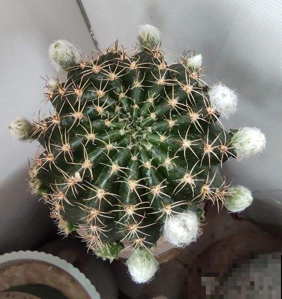 小众冷门仙人球,开花美过荷花,勤花又好养! 小众冷门仙人球,开花美过荷花,勤花又好养!
