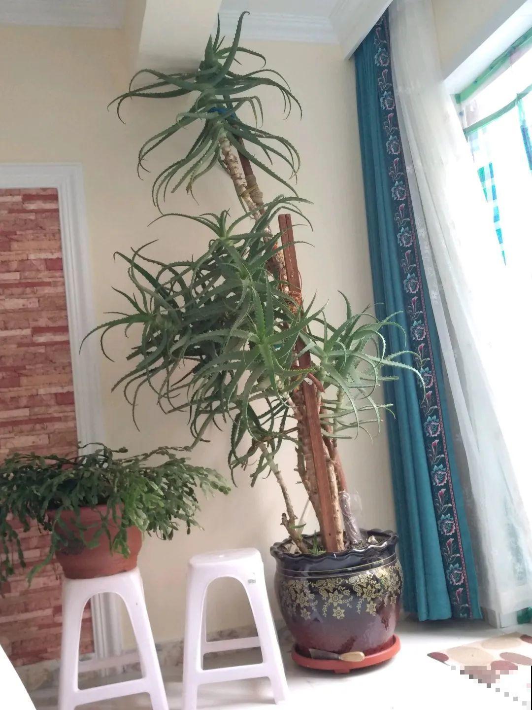 1米7的天竺葵，开花成瀑布，太震撼了