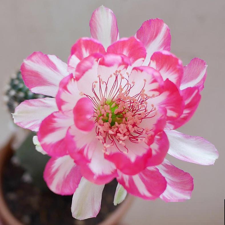 小众冷门仙人球,开花美过荷花,勤花又好养! 小众冷门仙人球,开花美过荷花,勤花又好养!