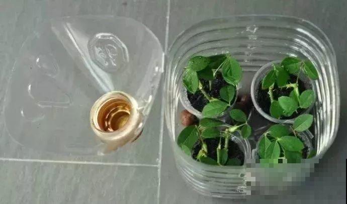 旧筷子、老干妈瓶，都是养花宝贝，做盆浇水都能用！