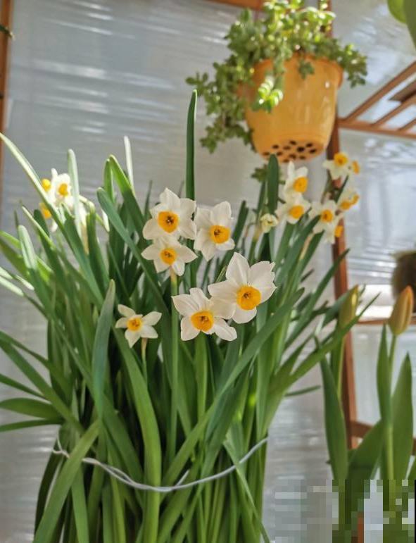 一句诗一种花,根据诗句猜花名,全猜对的是个文化人 一句诗一种花,根据诗句猜花名,全猜对的是个文化人