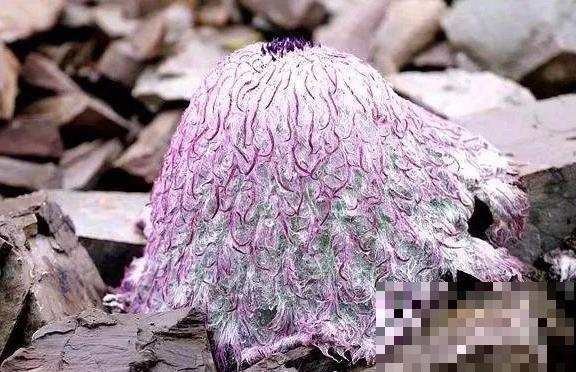 山上的雪莲,说摘就摘? 山上的雪莲,说摘就摘?