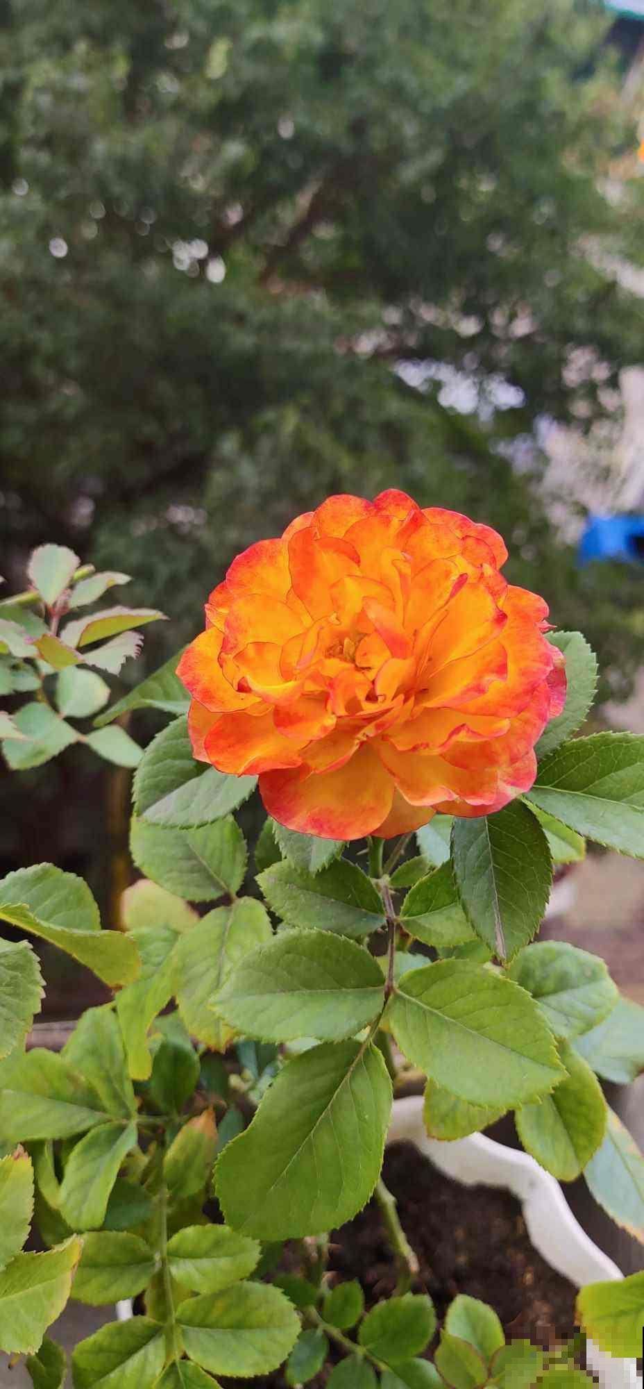 家里的过期药片别丢掉,碾成粉兑水一浇,杀菌效果超好 家里的过期药片别丢掉,碾成粉兑水一浇,杀菌效果超好