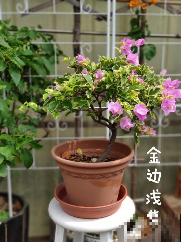 20平的小楼顶，养了100多盆三角梅，花团锦簇美不胜收！