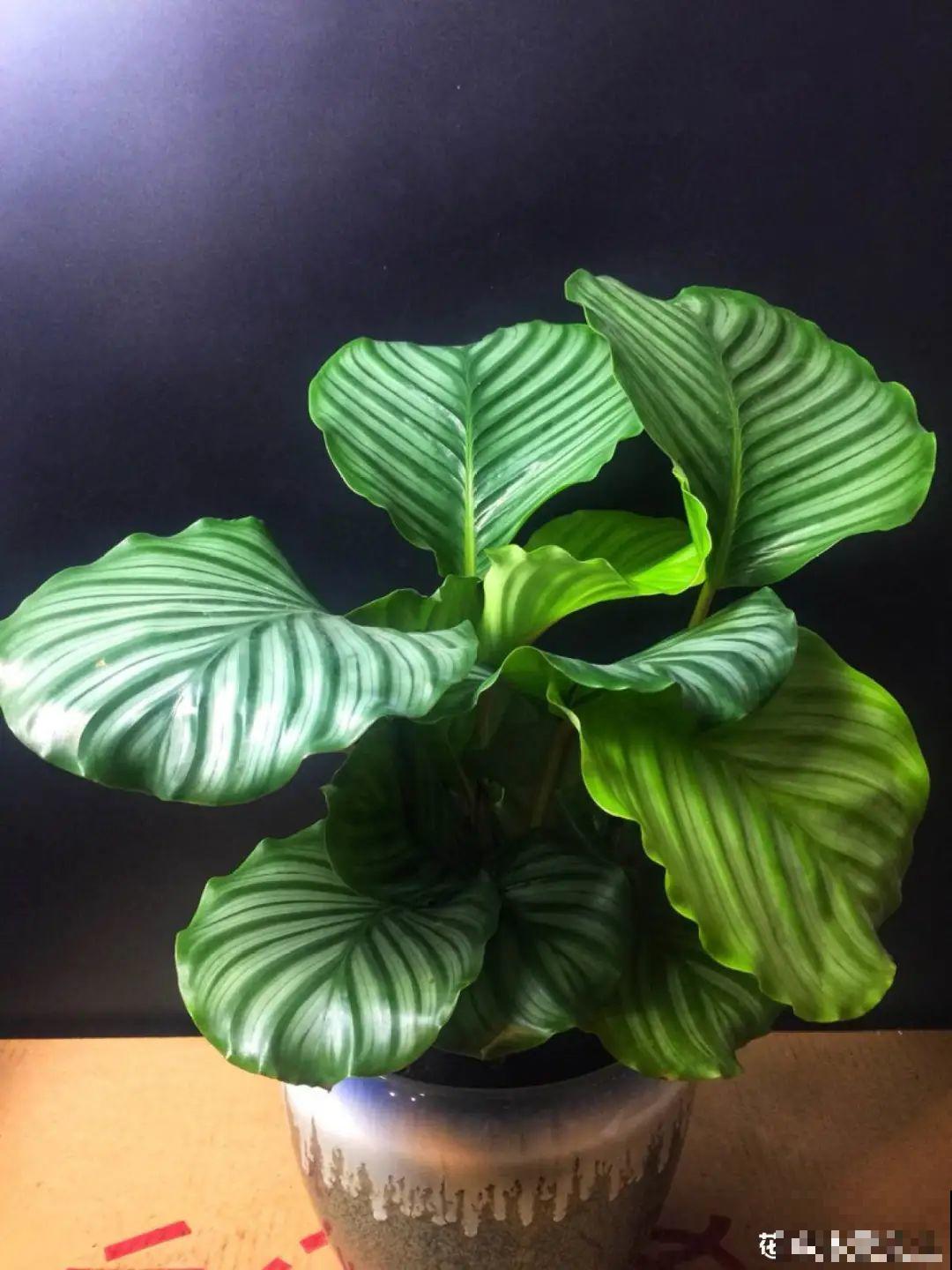 新买一盆花,叶子五颜六色,真怀疑它是不是喷药了? 新买一盆花,叶子五颜六色,真怀疑它是不是喷药了?