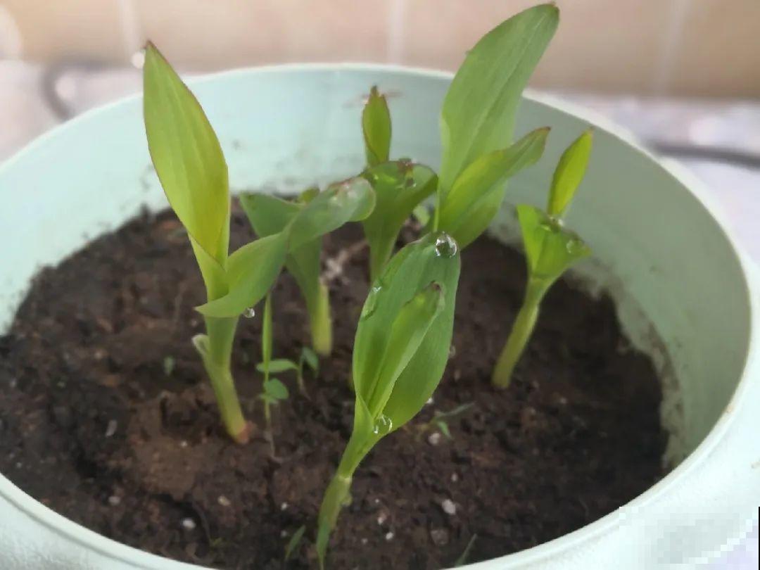 玉米地瓜，放久了自动变成盆栽，太好活了吧？