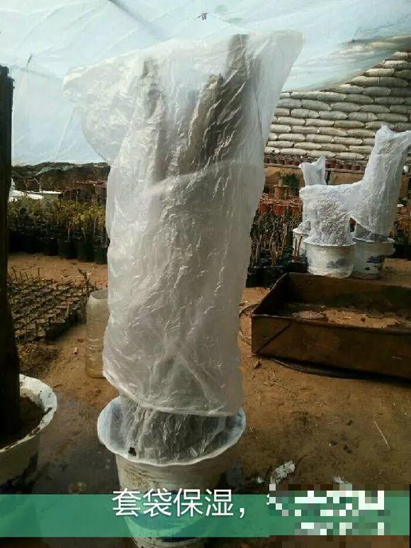 扦插有啥难？1根吸管，插活6盆花，太简单了！