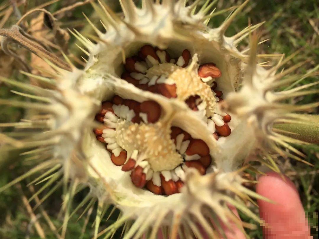 罂粟花不能随便种,私自种植,就得薅光 罂粟花不能随便种,私自种植,就得薅光