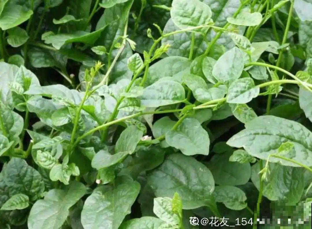 秋天野菜贵如金，赶紧上山挖，很快就老了