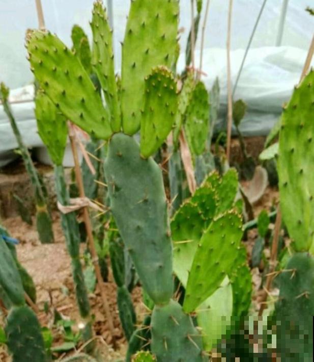 蟹爪兰就得现在嫁接,高温高湿,三两天就活了! 蟹爪兰就得现在嫁接,高温高湿,三两天就活了!