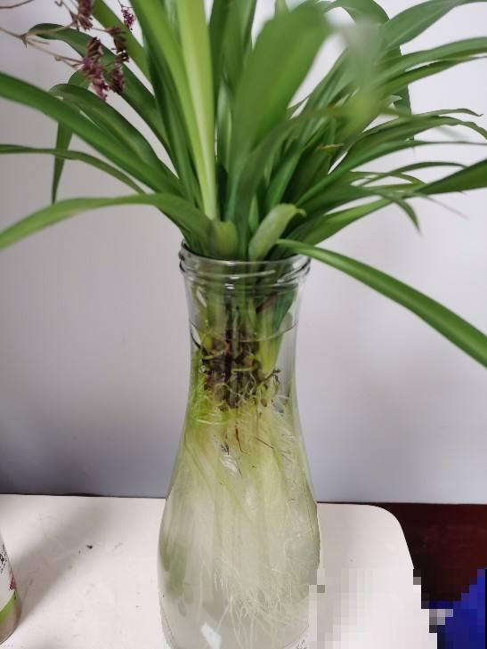 水里丢两块木炭，水培花不烂根，还能净化水质