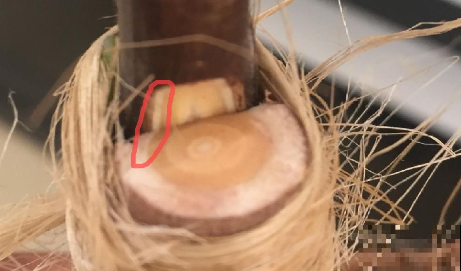 嫁接达人,玉树嫁接长寿上,花友直呼内行! 嫁接达人,玉树嫁接长寿上,花友直呼内行!