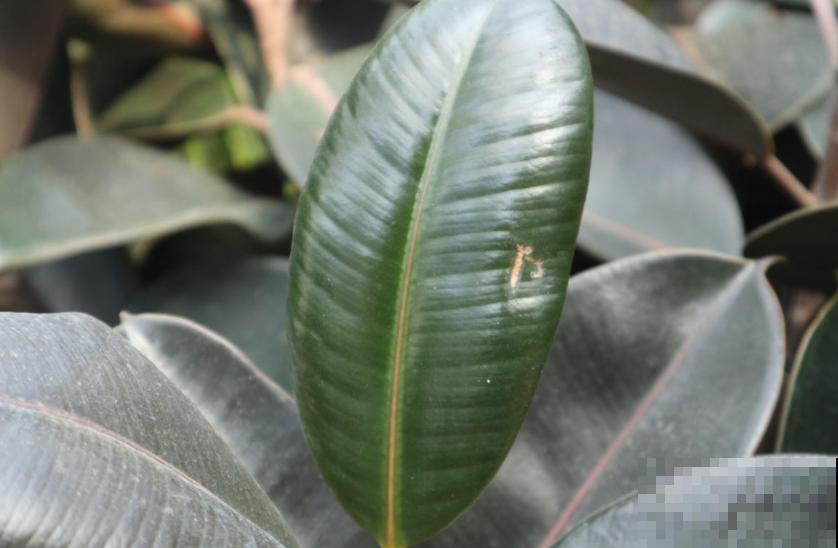 橡皮树秋天容易死，做好这3点，叶片翠绿！