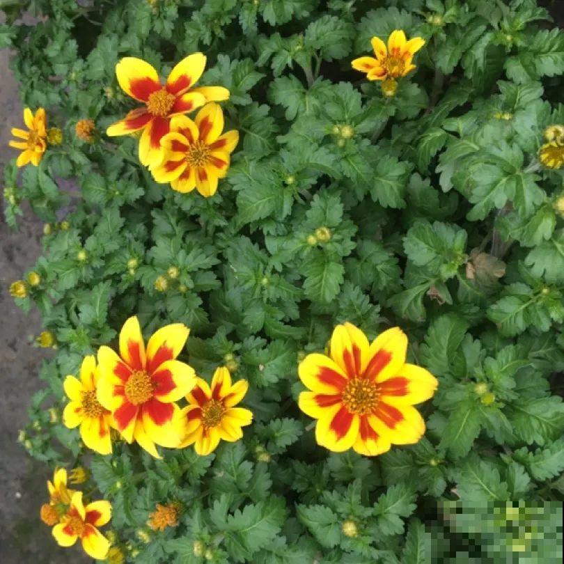 看图猜花名，100道题，测你的养花天分！