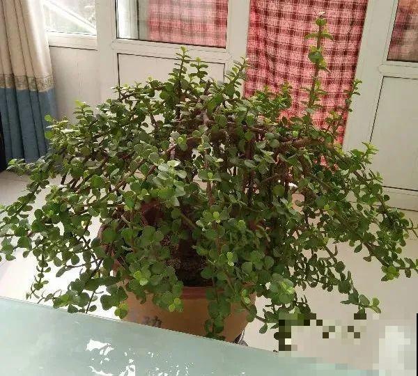 秋老虎来了，9种花进入“死期”，切莫大意！