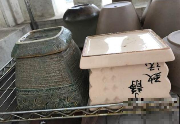 浇水时注意一个细节,花喝了长得超快,大白根又密又壮! 浇水时注意一个细节,花喝了长得超快,大白根又密又壮!