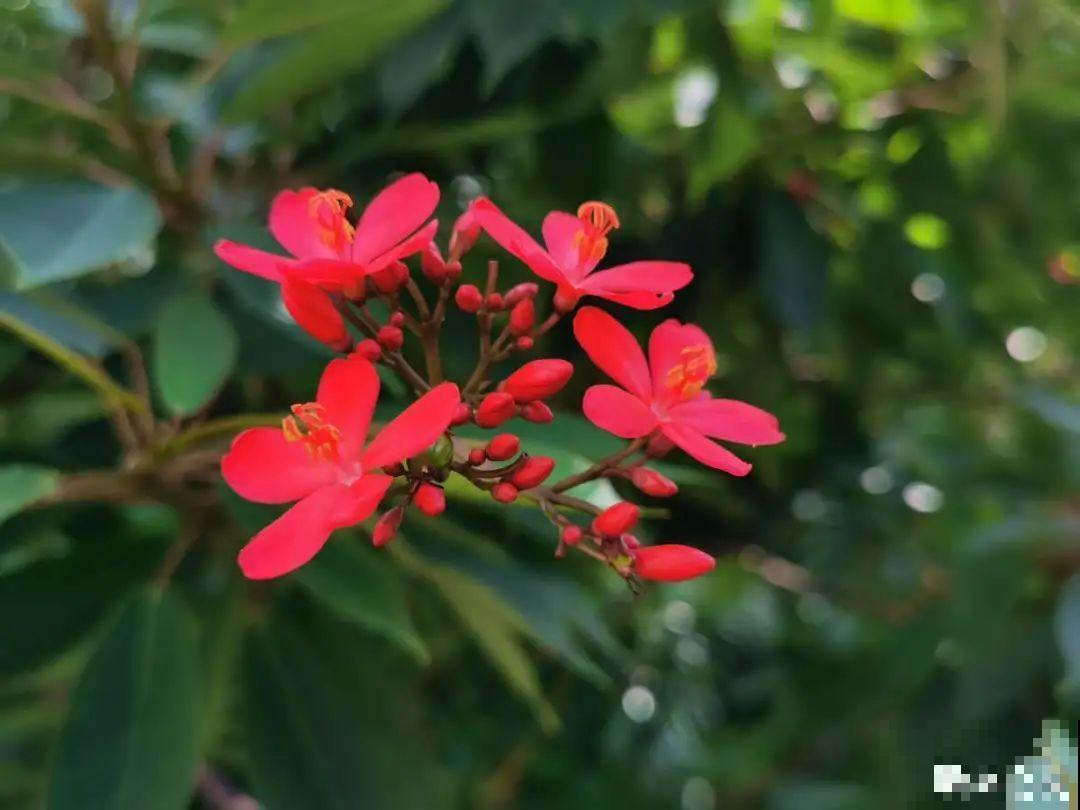 20种有毒花,出门别乱摘,有小孩的特别注意 20种有毒花,出门别乱摘,有小孩的特别注意