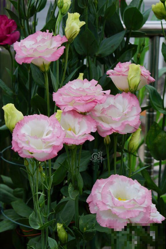 入秋后更适合养草花,一盆能开上百朵,便宜又好养! 入秋后更适合养草花,一盆能开上百朵,便宜又好养!