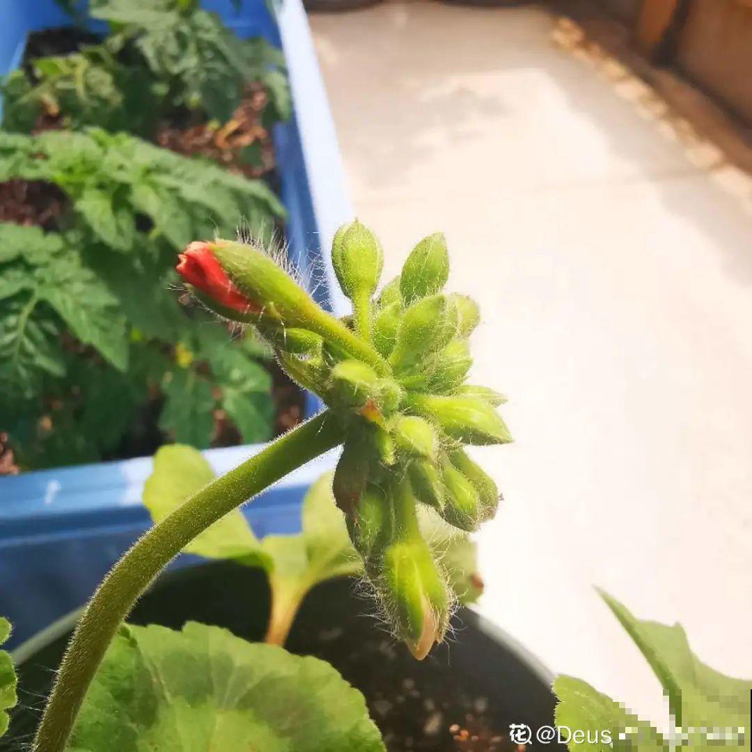 9月施肥季,这花赶紧贴秋膘,才能爆开花! 9月施肥季,这花赶紧贴秋膘,才能爆开花!