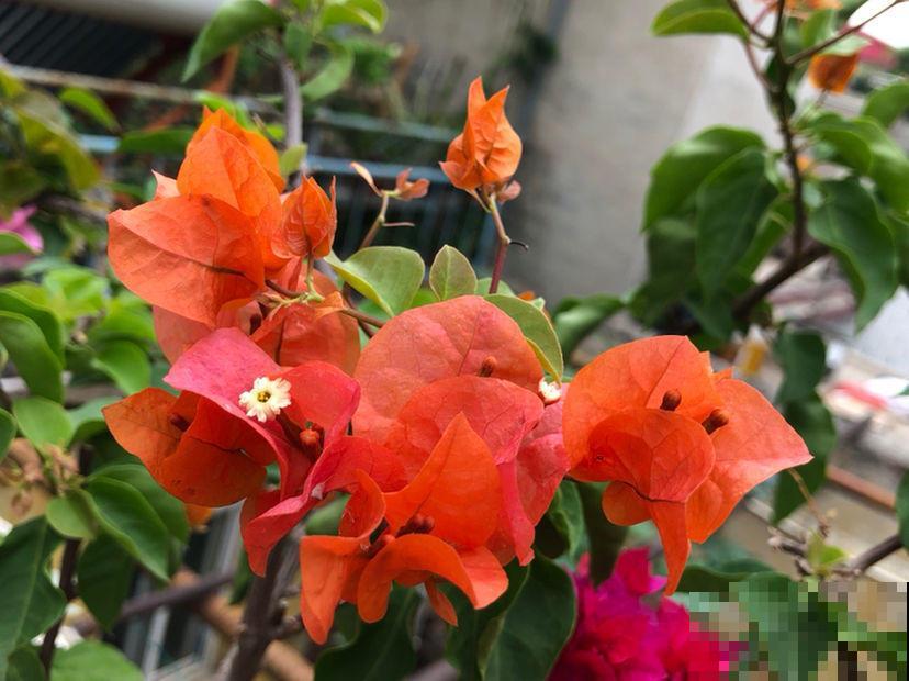 给三角梅扦插,选准秋天,来年花开一大片! 给三角梅扦插,选准秋天,来年花开一大片!