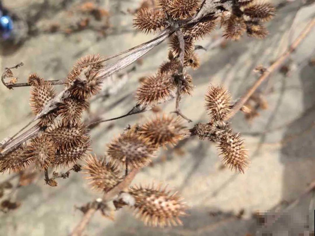 20种有毒花,出门别乱摘,有小孩的特别注意 20种有毒花,出门别乱摘,有小孩的特别注意