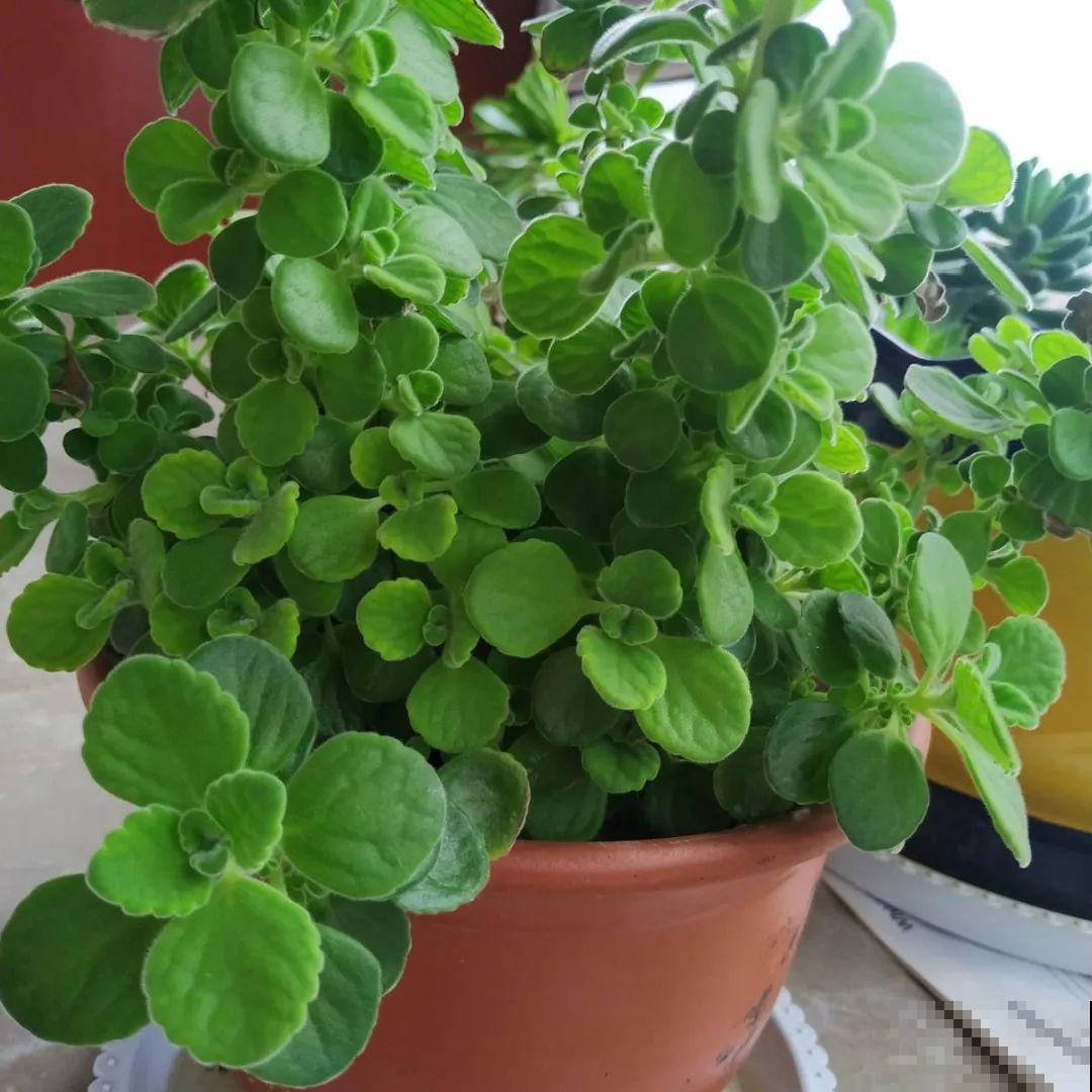 龟背竹是“吸废气”高手，家里放一盆，门窗紧闭也能空气清新！