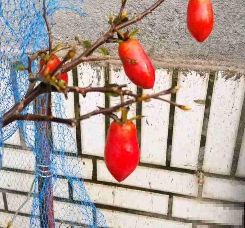 枸杞特好养,种子一埋,小红果挂满枝头! 枸杞特好养,种子一埋,小红果挂满枝头!