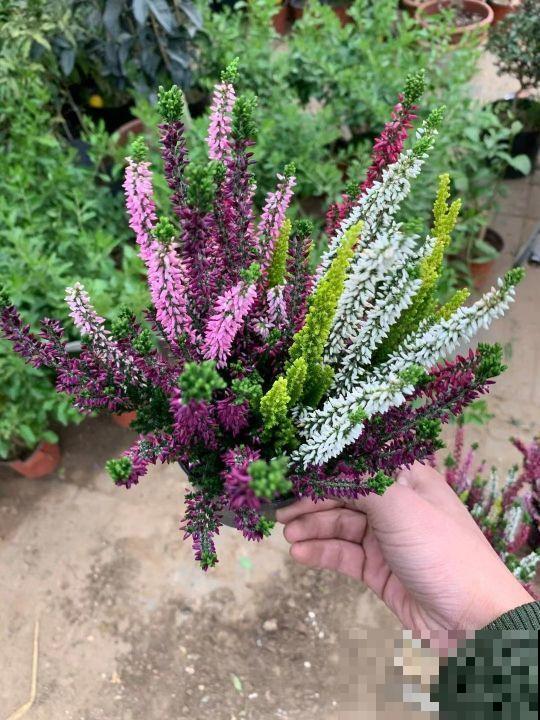 欧石楠，好看到窒息，密集恐惧症患者慎入！