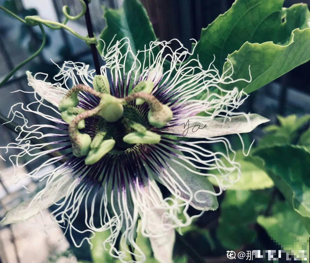 农村养出的“宝藏”花,精致可爱,一点也不土气! 农村养出的“宝藏”花,精致可爱,一点也不土气!