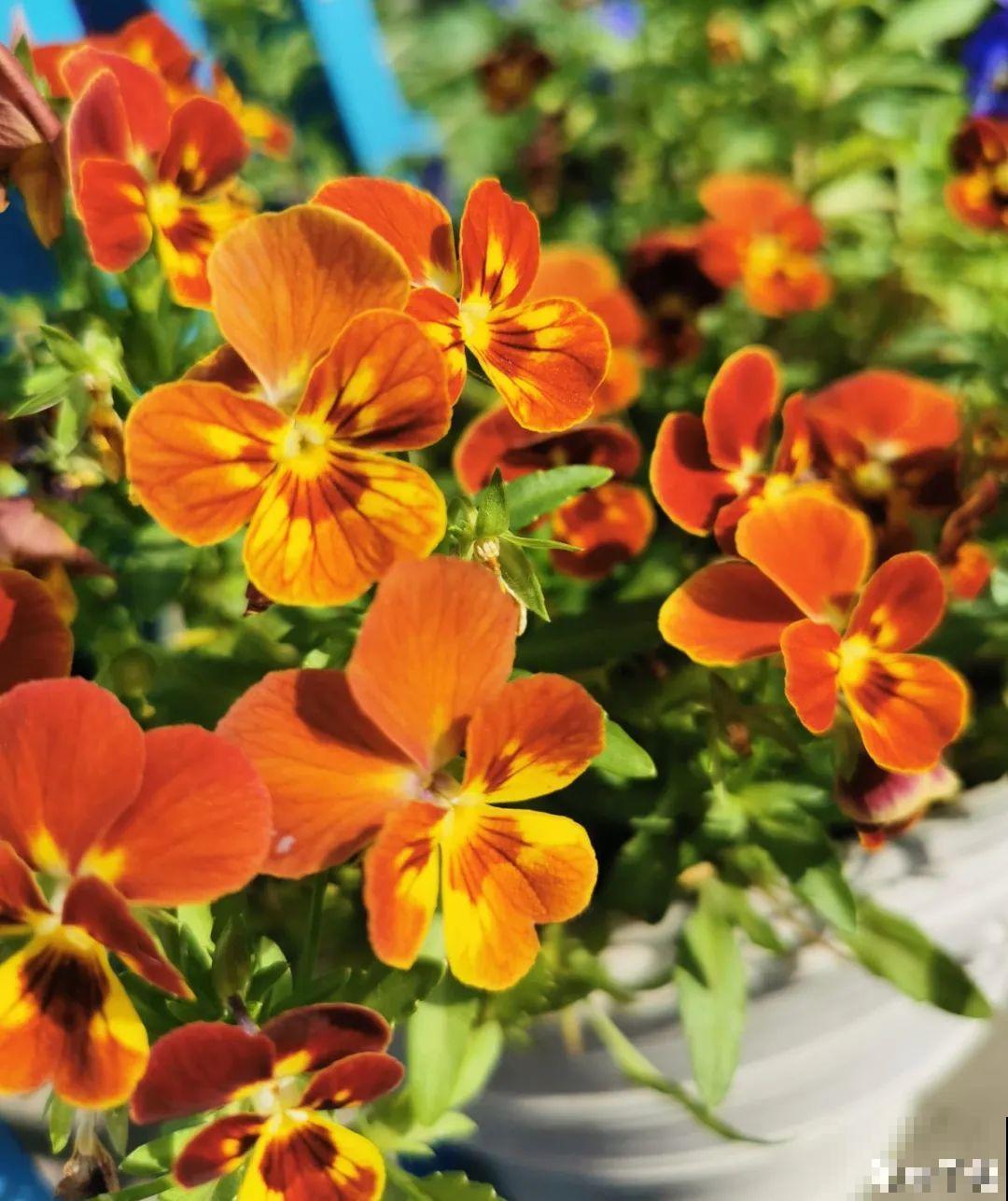 9月后就养这些花,比绿萝好养,疯狂开花到明年! 9月后就养这些花,比绿萝好养,疯狂开花到明年!