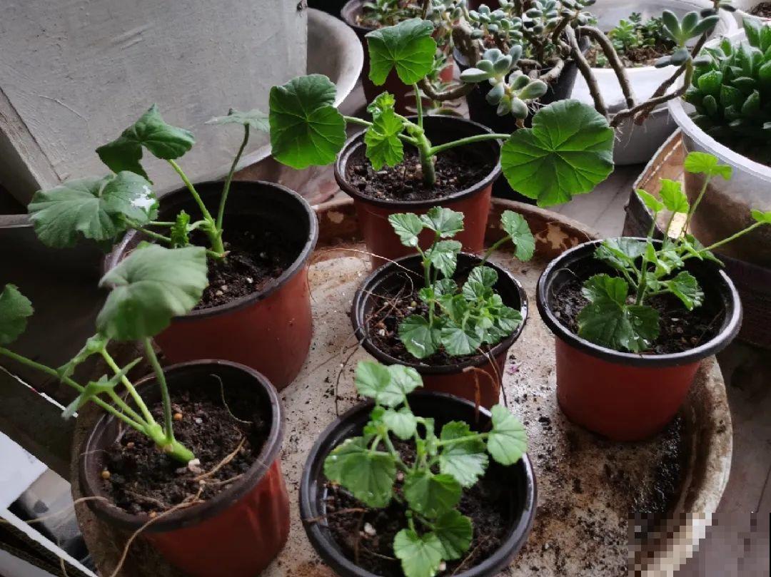 你扔的花,我捡回家,半个月起死回生! 你扔的花,我捡回家,半个月起死回生!