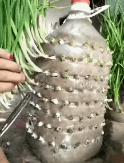 把菜种自家墙上,多得吃不完,太震撼 把菜种自家墙上,多得吃不完,太震撼