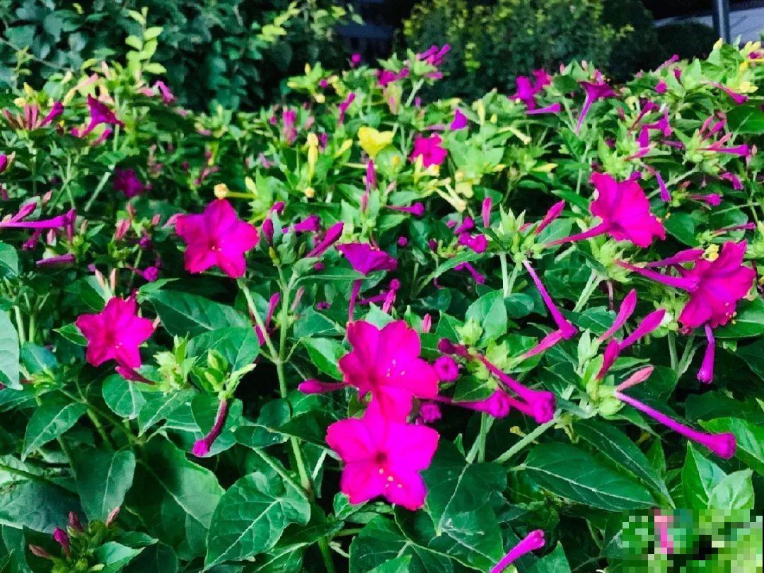 养花界的小强,用脚踩都死不了,根本不敢种院里! 养花界的小强,用脚踩都死不了,根本不敢种院里!