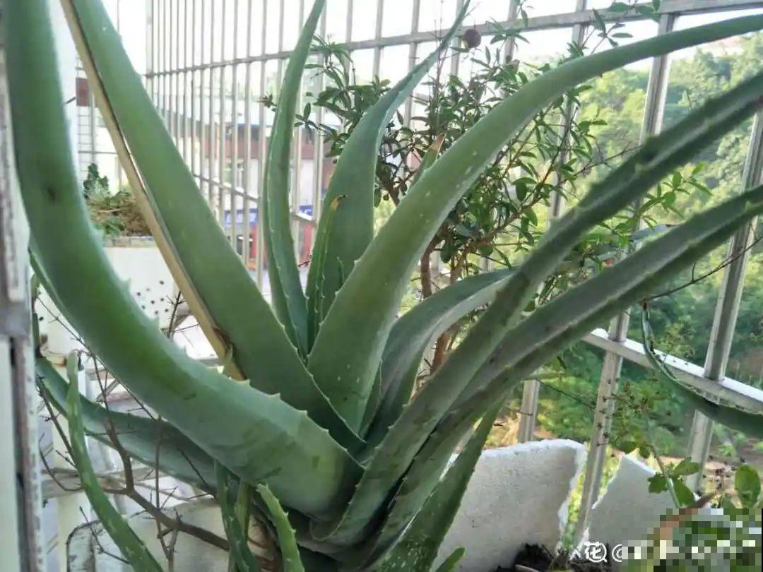 秋凉容易生虫子，月季招来害虫，必须赶紧换盆