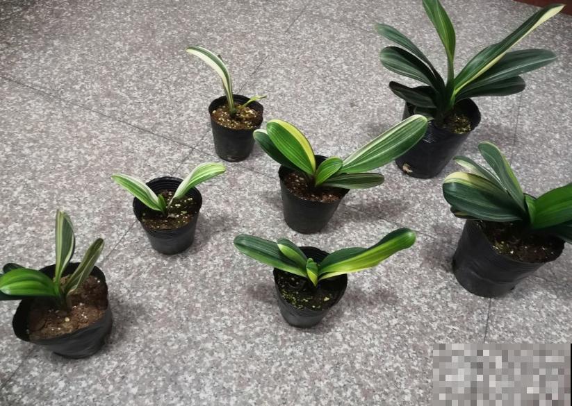 君子兰3大养护难题,一次性给你解决,今年准时开花! 君子兰3大养护难题,一次性给你解决,今年准时开花!