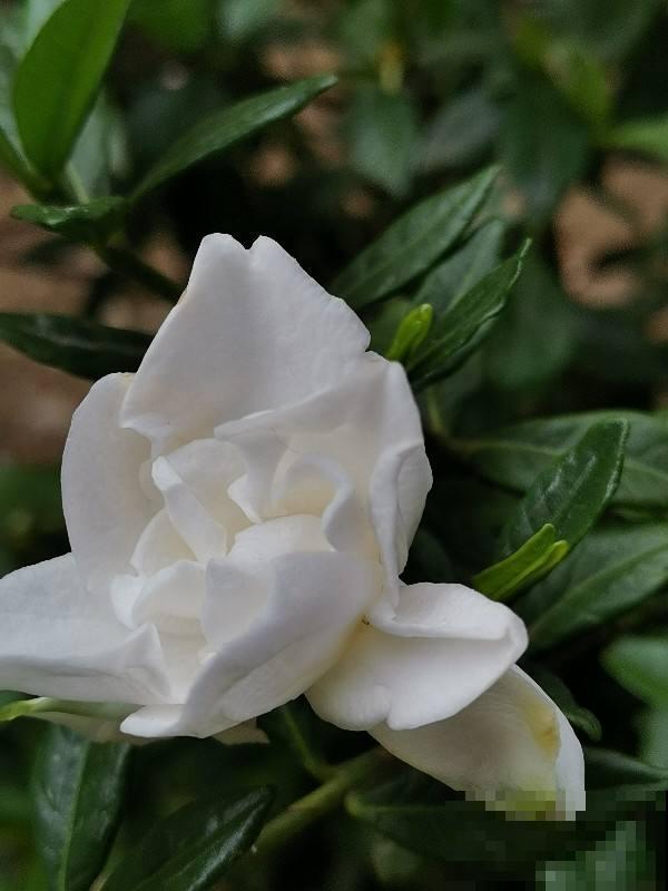 新手避坑6种花,养护难度太高,一不小心就只剩空盆 新手避坑6种花,养护难度太高,一不小心就只剩空盆