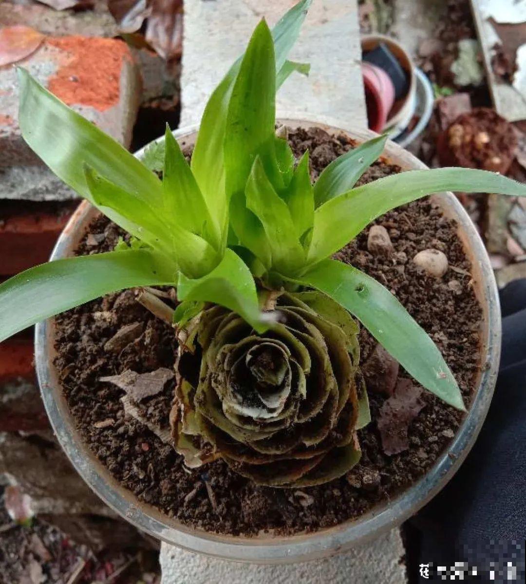 一次性的花，秋天开完就扔了，别浪费时间！