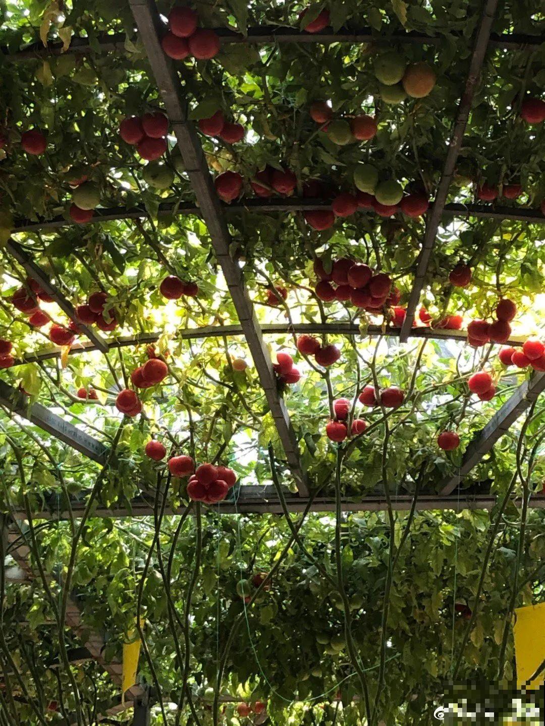 农村大姐，种出1.5米大冬瓜，我看谁还敢说矮！