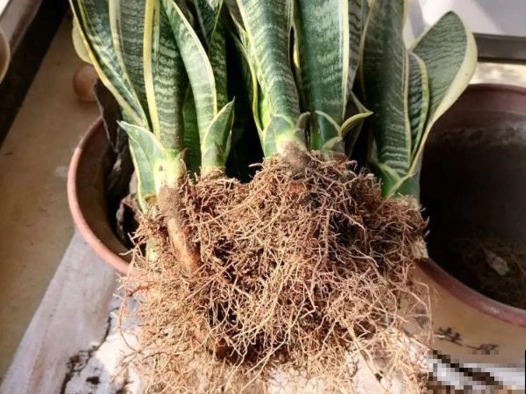 这花千万别换盆，小心一换就死！