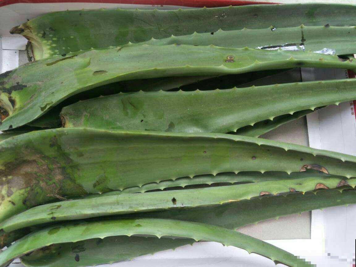 芦荟又细又长,狠心剪一刀,还能冒出一圈芽 芦荟又细又长,狠心剪一刀,还能冒出一圈芽