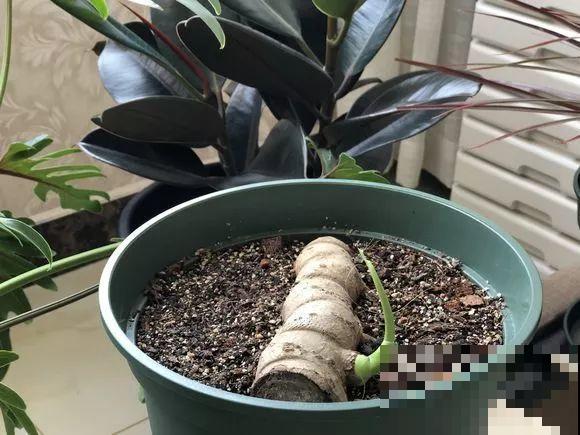 龟背竹长出长鞭子，连着茎一块砍下来，种土里就能活