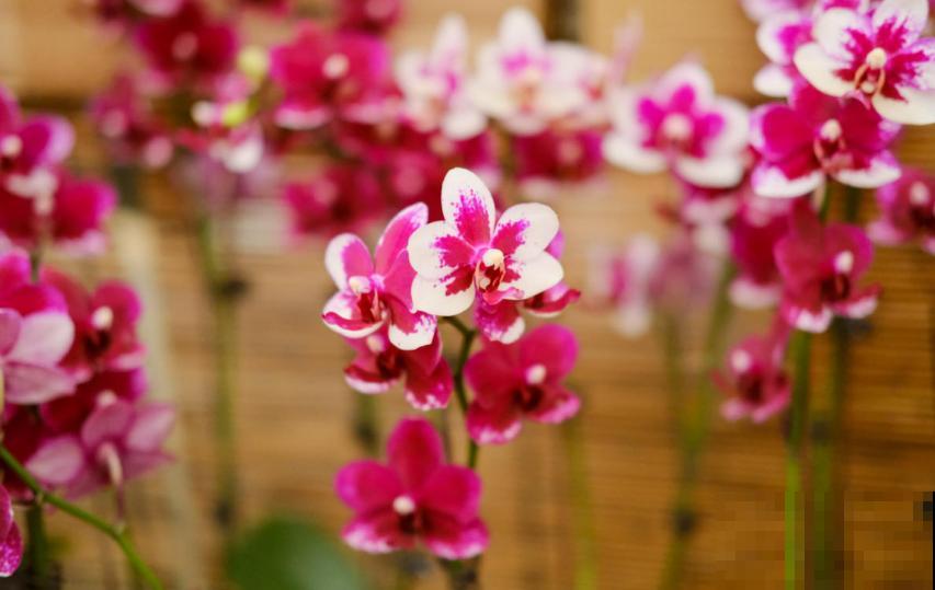 秋天养盆蝴蝶兰，种出年宵花，省钱到家了！