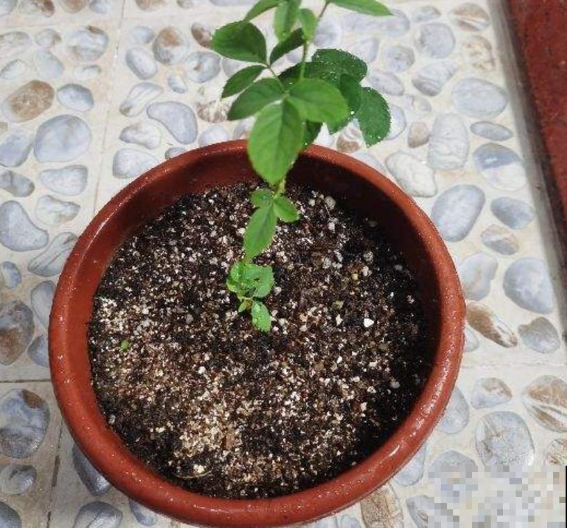 吃剩的骨头不要扔,拿来给花补钙,花朵疯长! 吃剩的骨头不要扔,拿来给花补钙,花朵疯长!