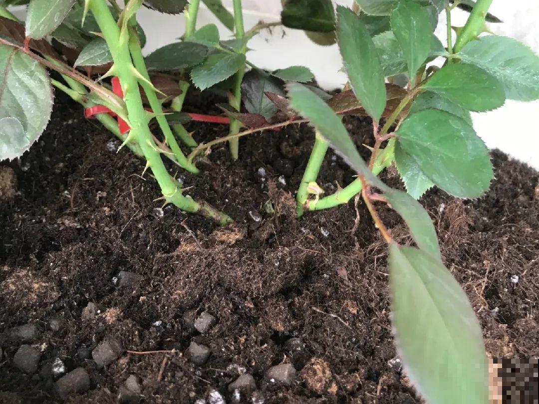 这花千万别换盆，小心一换就死！